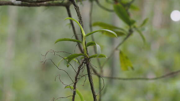 Image de Thrixspermum anceps (Blume) Rchb. fil.