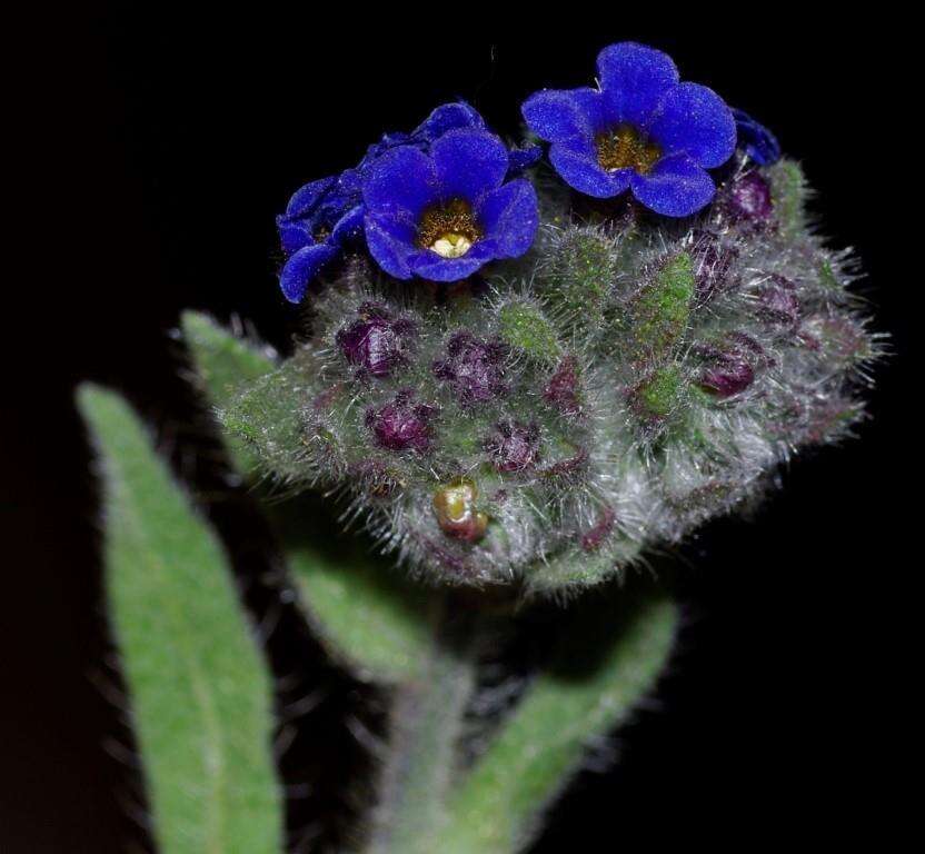 Image of Alkanna tinctoria subsp. tinctoria