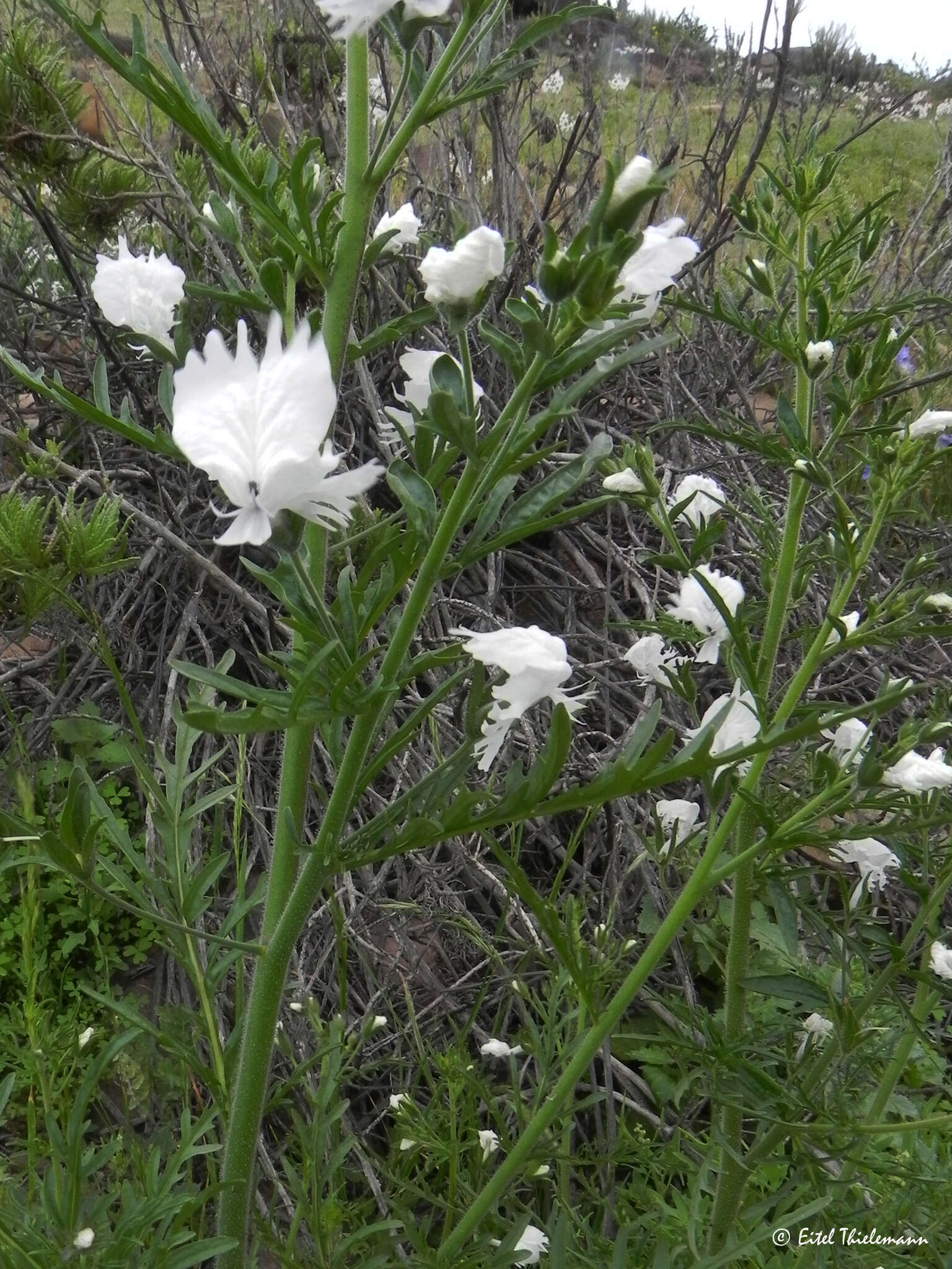 Imagem de Schizanthus candidus Lindl.