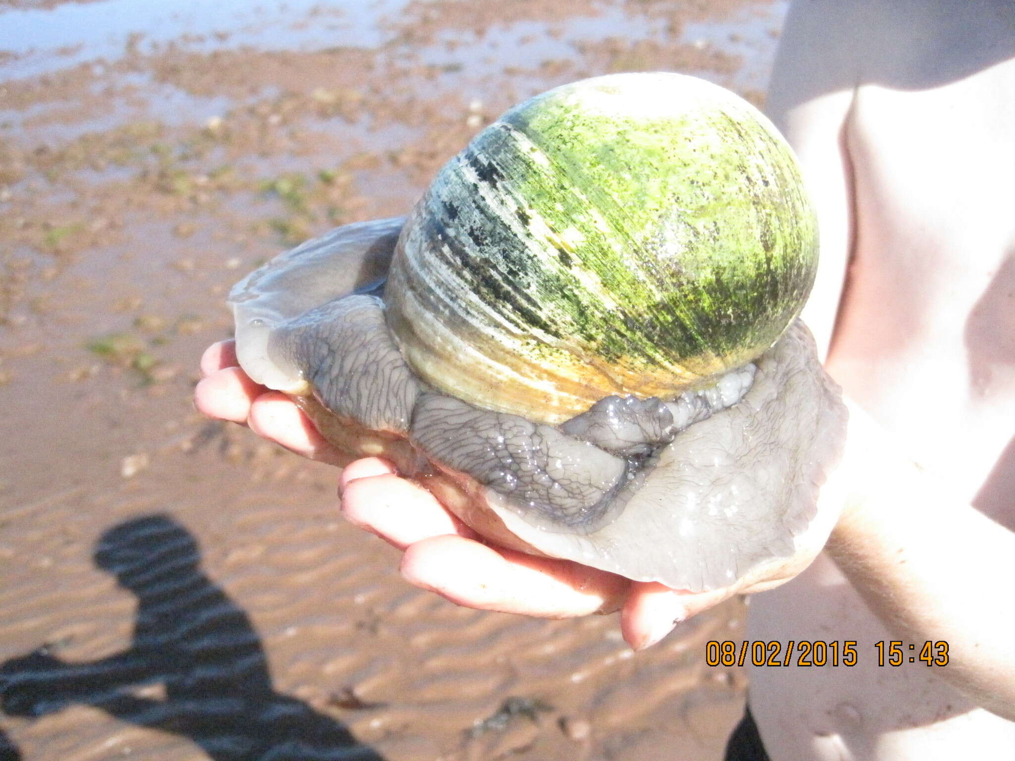 Image of common northern moonsnail