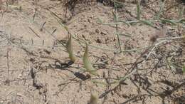 Imagem de Astragalus sclerocarpus A. Gray