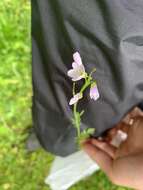 Image of cuckoo flower