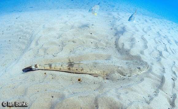 Image of Dusky Flathead