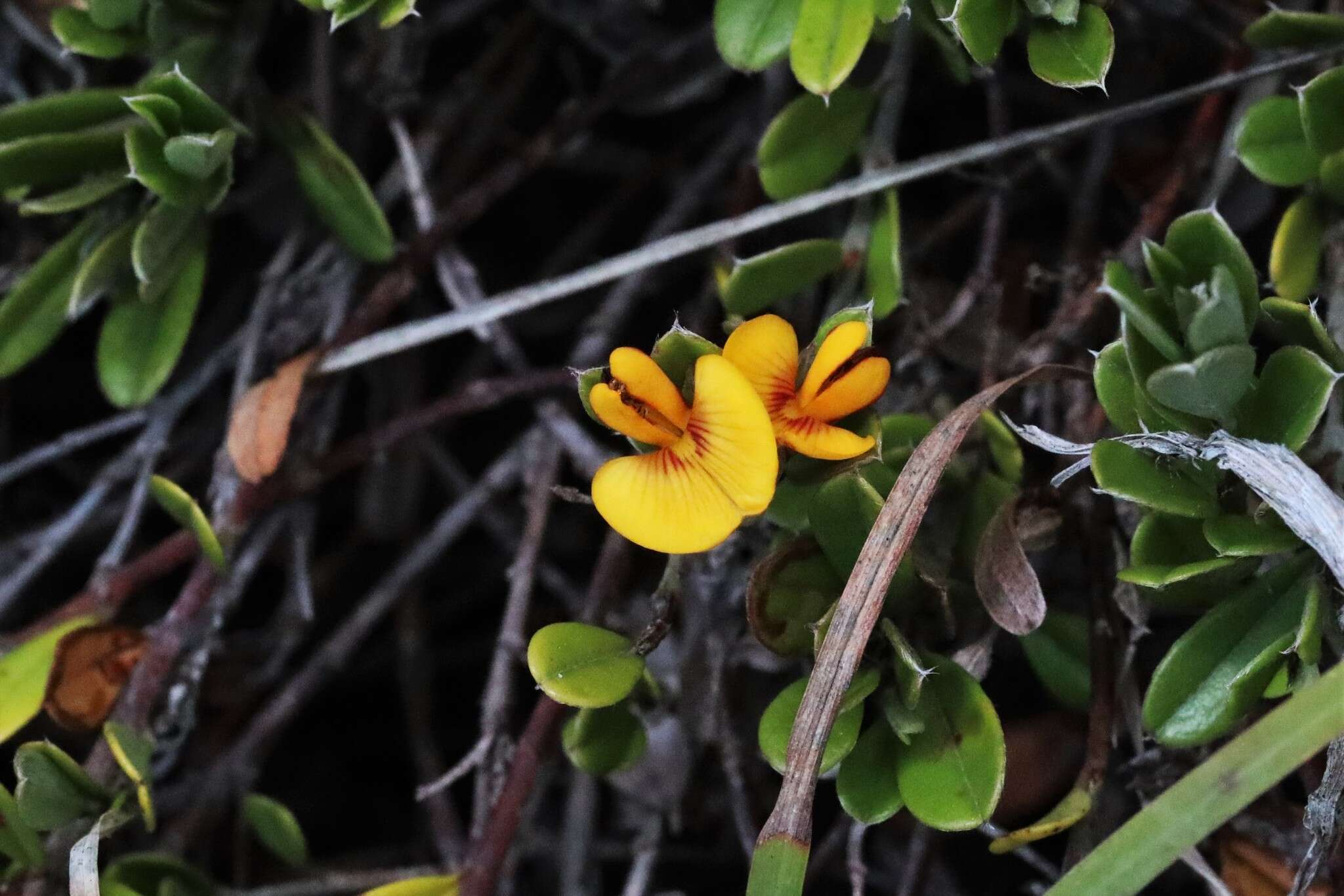 Слика од Pultenaea myrtoides Benth.