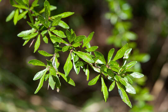 Image of Rhamnus parvifolia Bunge