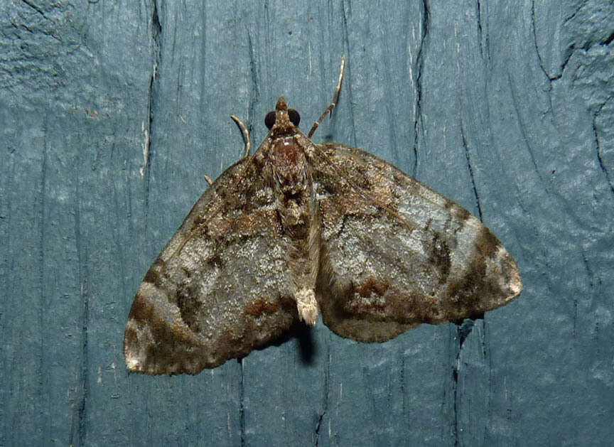 Image of Dark Marbled Carpet