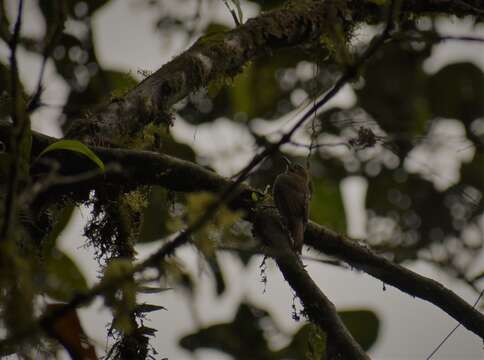 Image of Plain-brown Woodcreeper