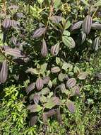 Image of Miconia cataractae Triana