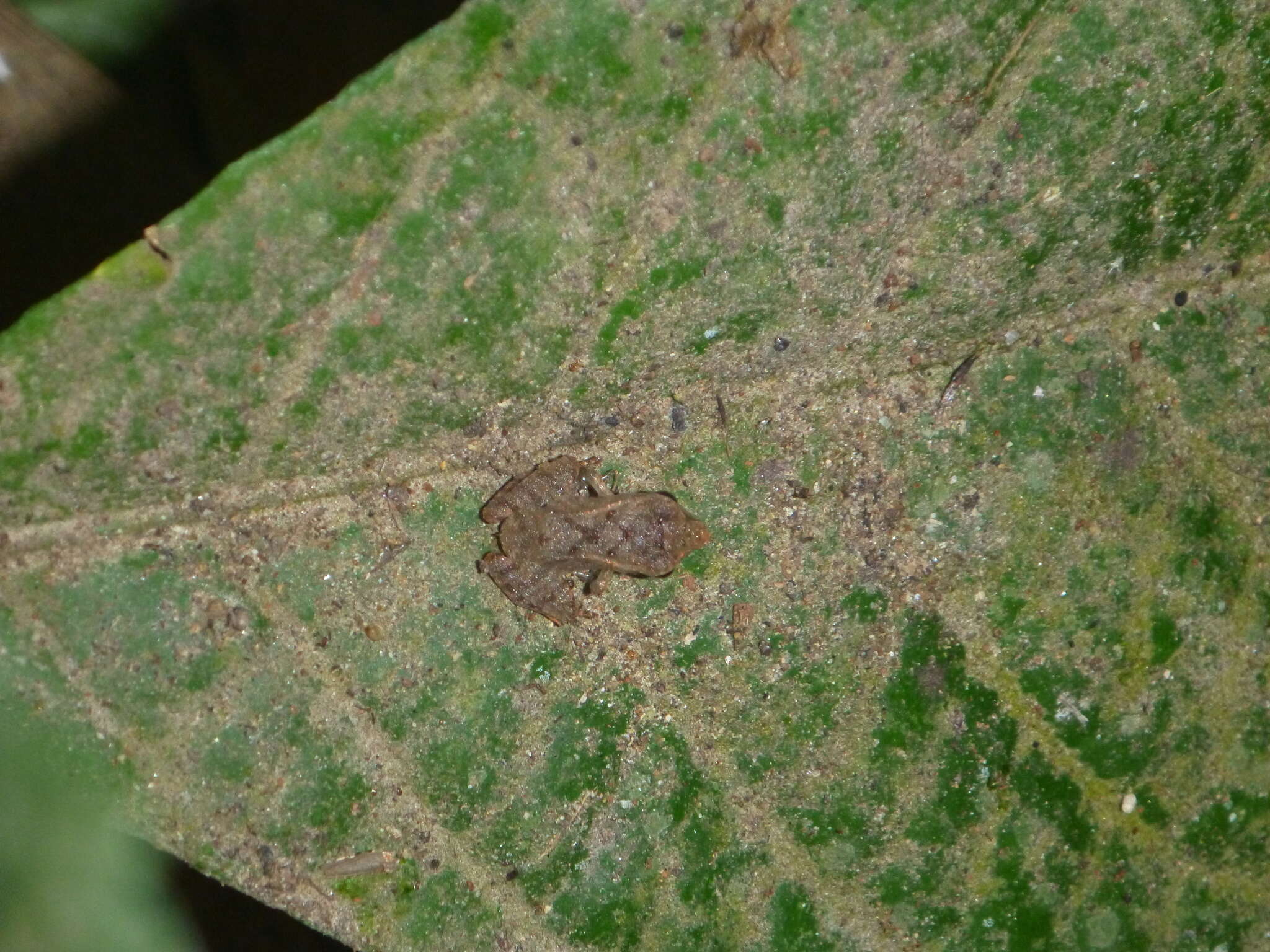 Image of Cachabi Robber Frog