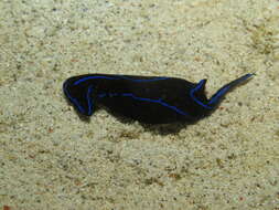 Image of Black and blue swallowtail slug