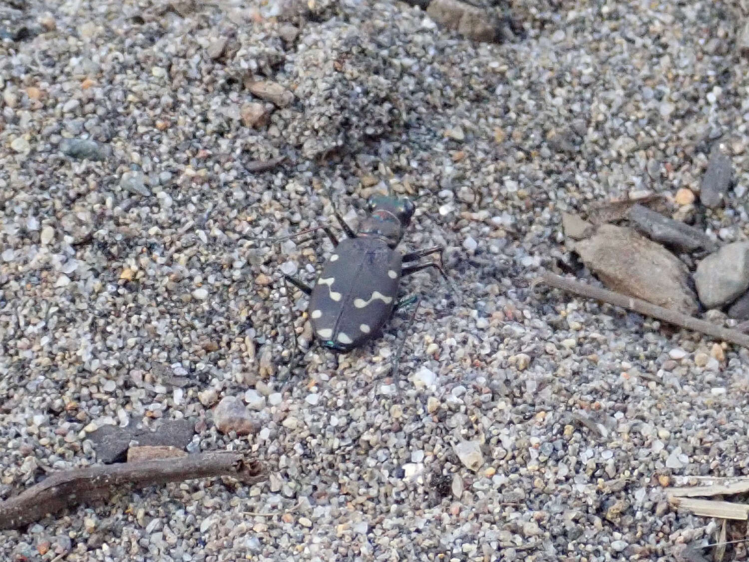 Plancia ëd Cicindela (Cicindela) oregona oregona Le Conte 1856