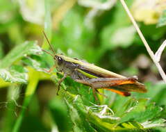 Plancia ëd Schizobothrus flavovittatus Sjöstedt 1921