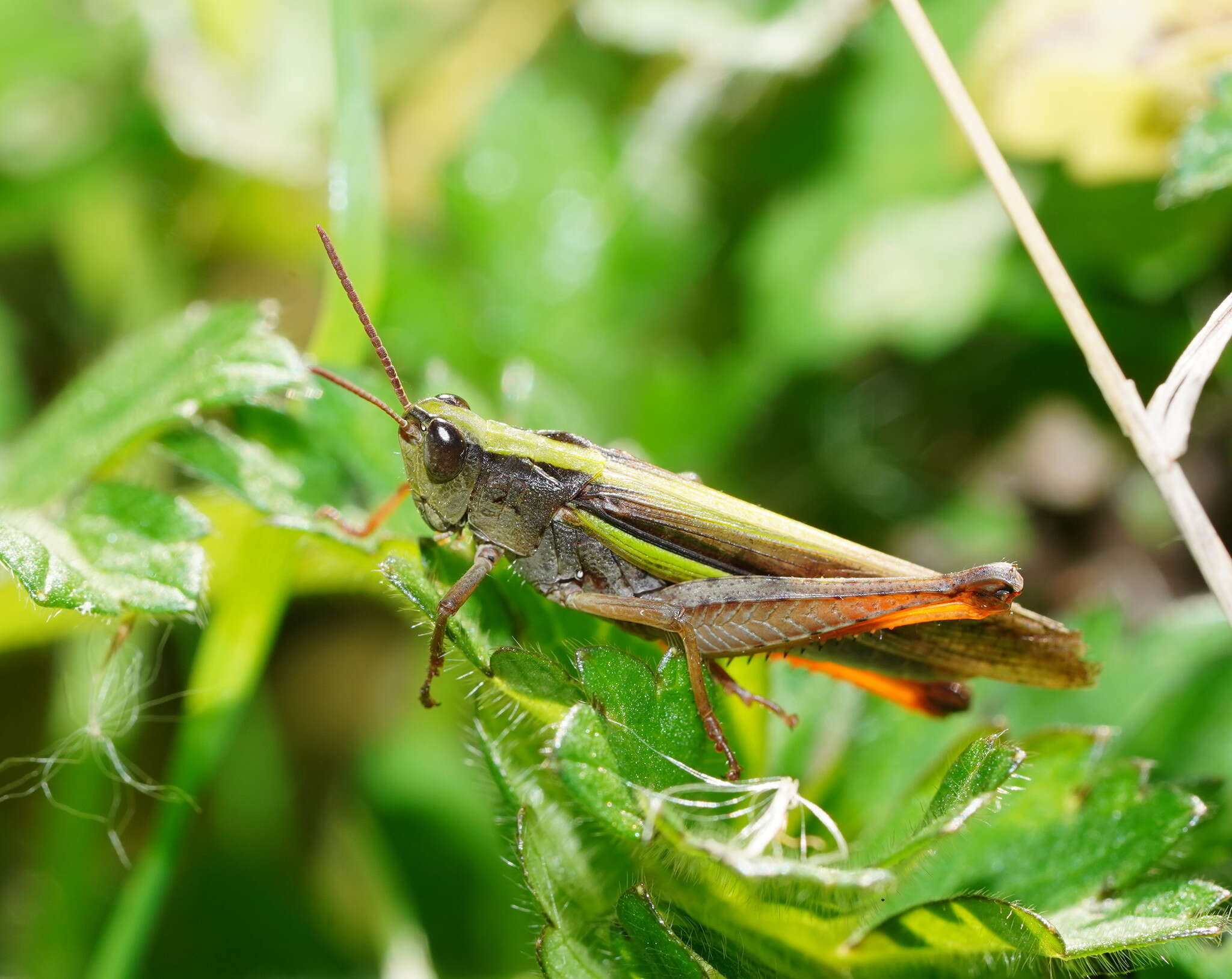 صورة Schizobothrus flavovittatus Sjöstedt 1921