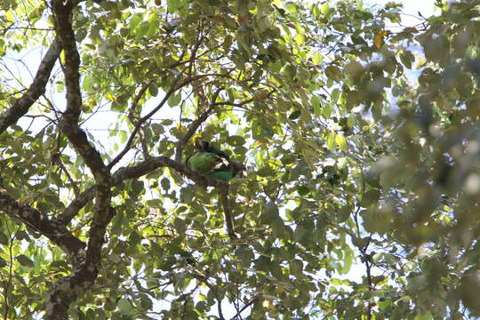 Image of Brown-necked Parrot