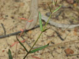 Image of Chinese raspwort