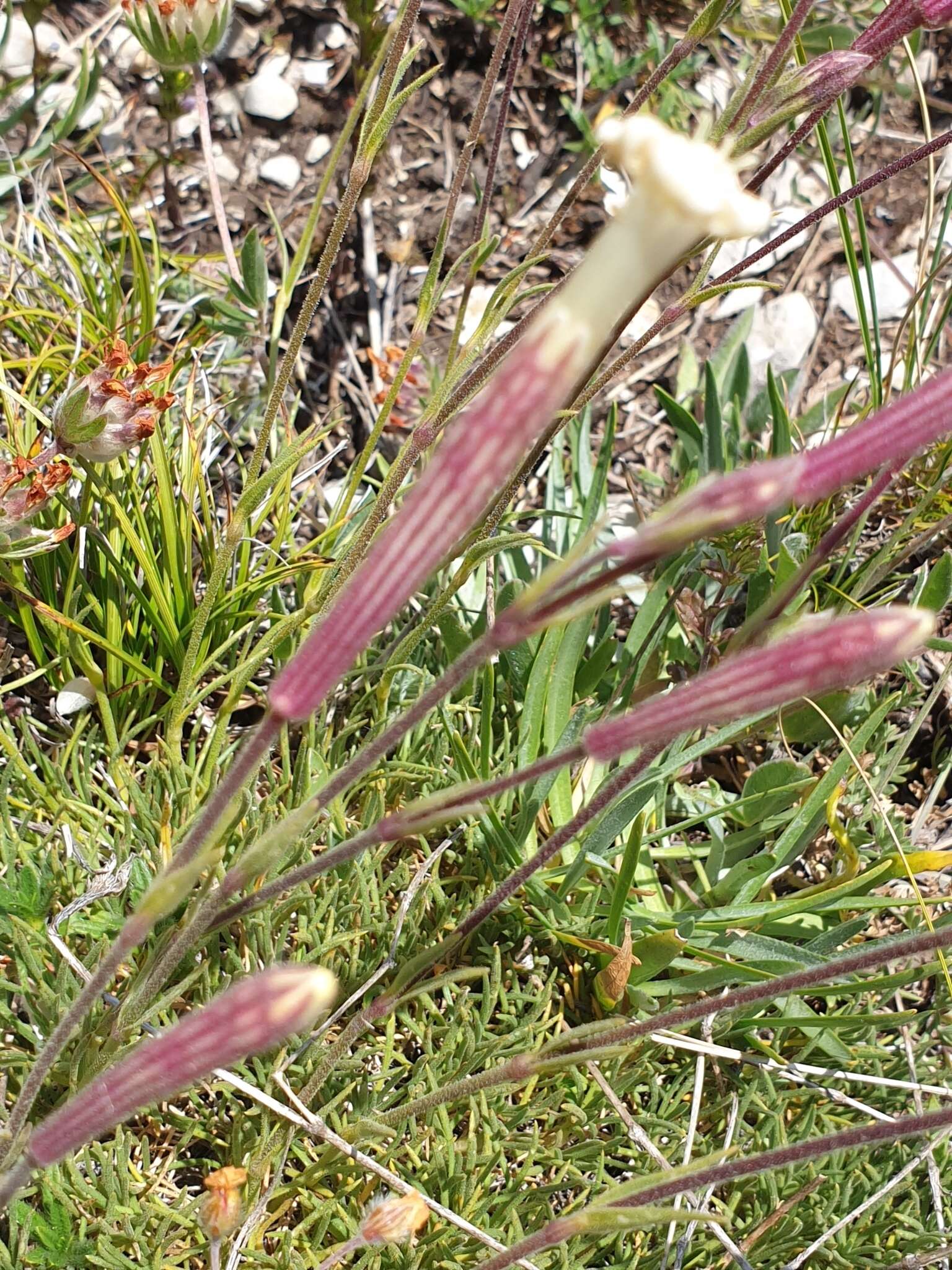 Image of Silene caryophylloides (Poir.) Otth