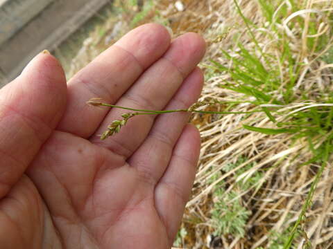 Image of Carex pediformis C. A. Mey.