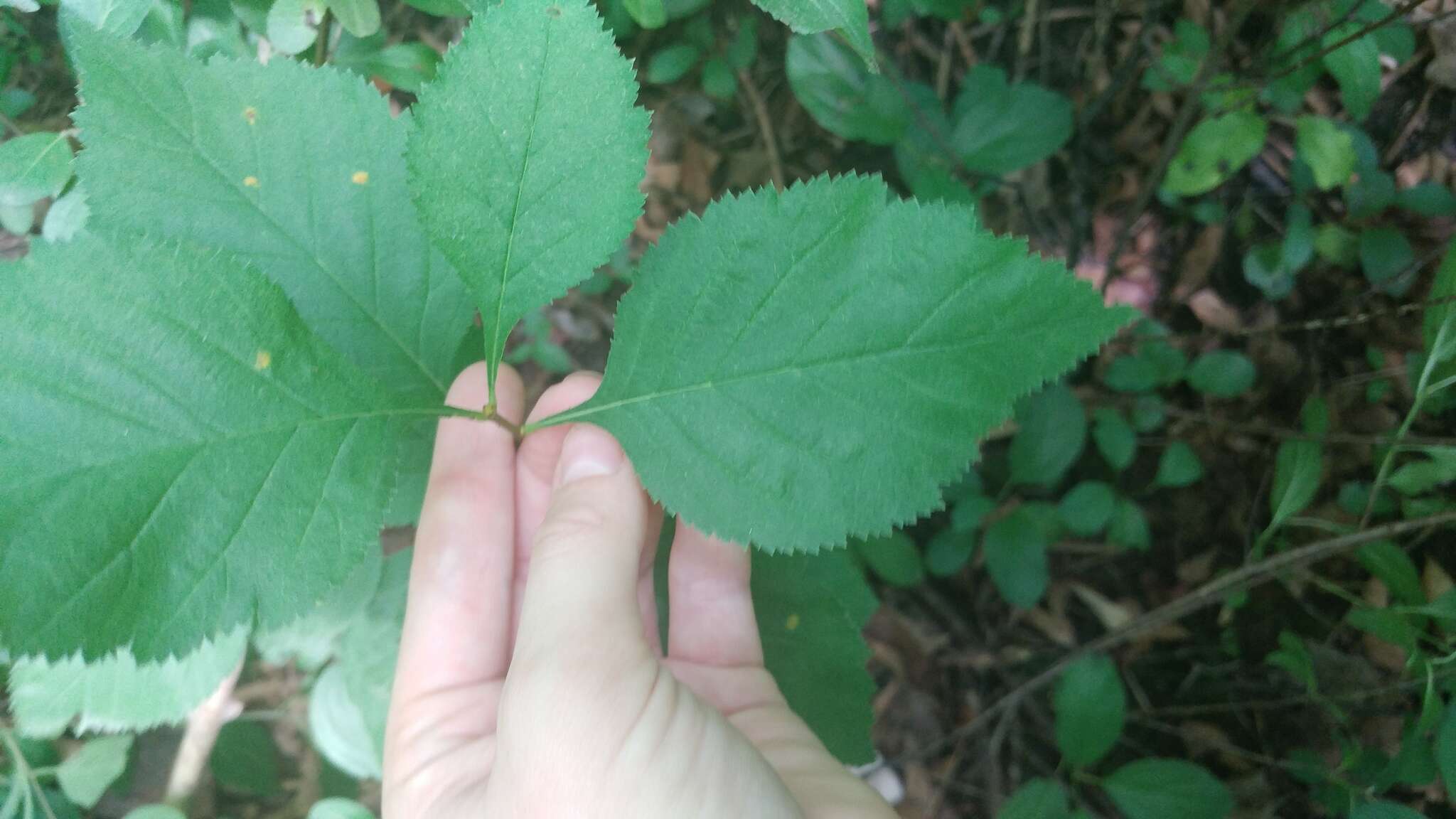 Image de Crataegus mollis (Torr. & Gray) Scheele