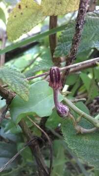 Image de Ceropegia bulbosa Roxb.