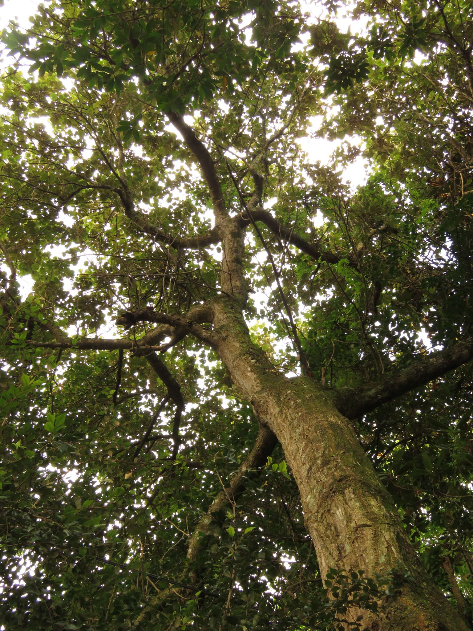 Image of Broad-leaved coral-tree