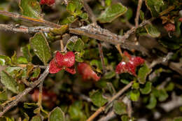 Image of Dodonaea baueri Endl.