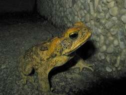 Image of Cane Toad