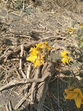 Imagem de Solanum angustifolium Houst. ex Miller