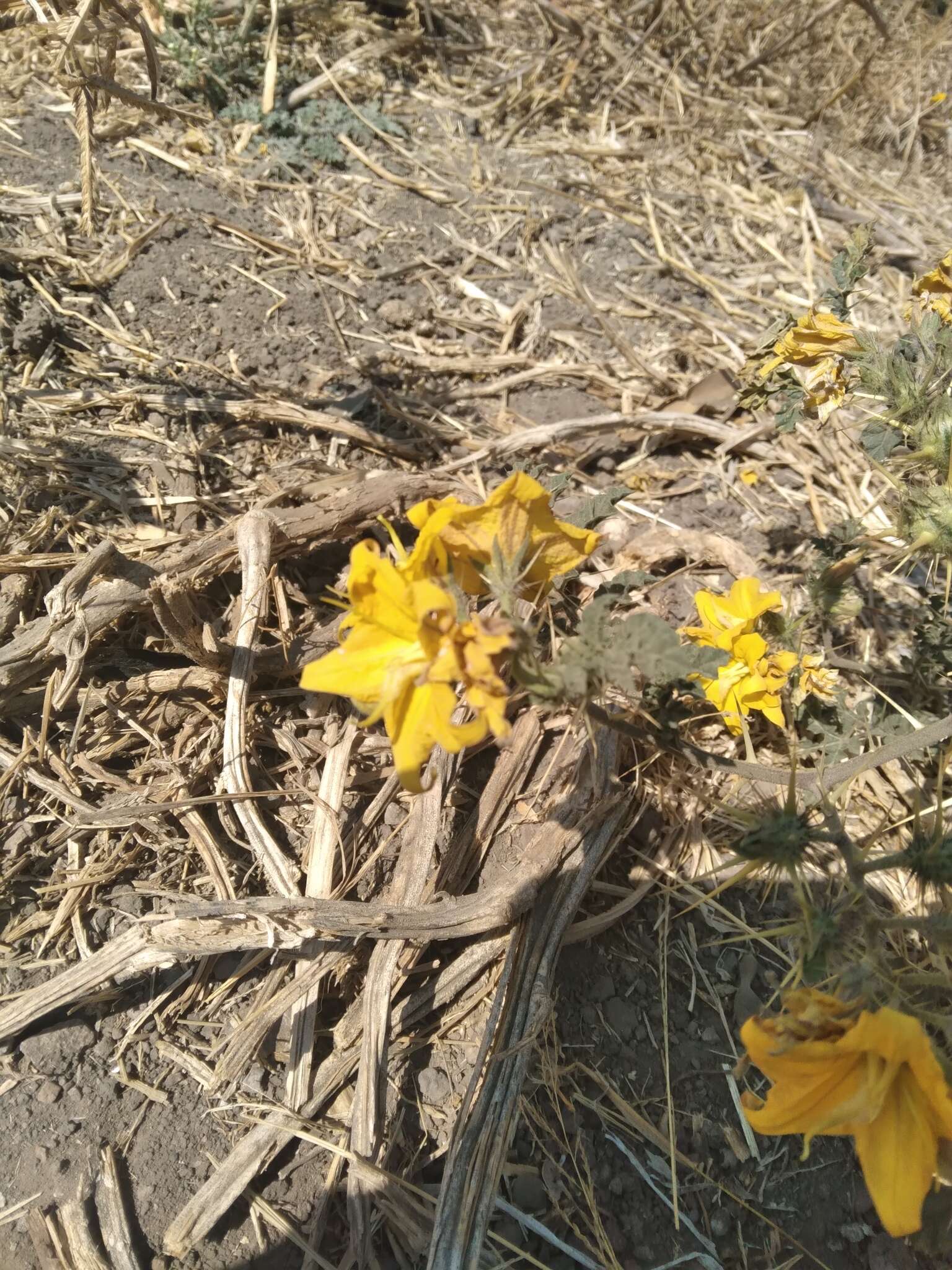 Image of buffalobur nightshade