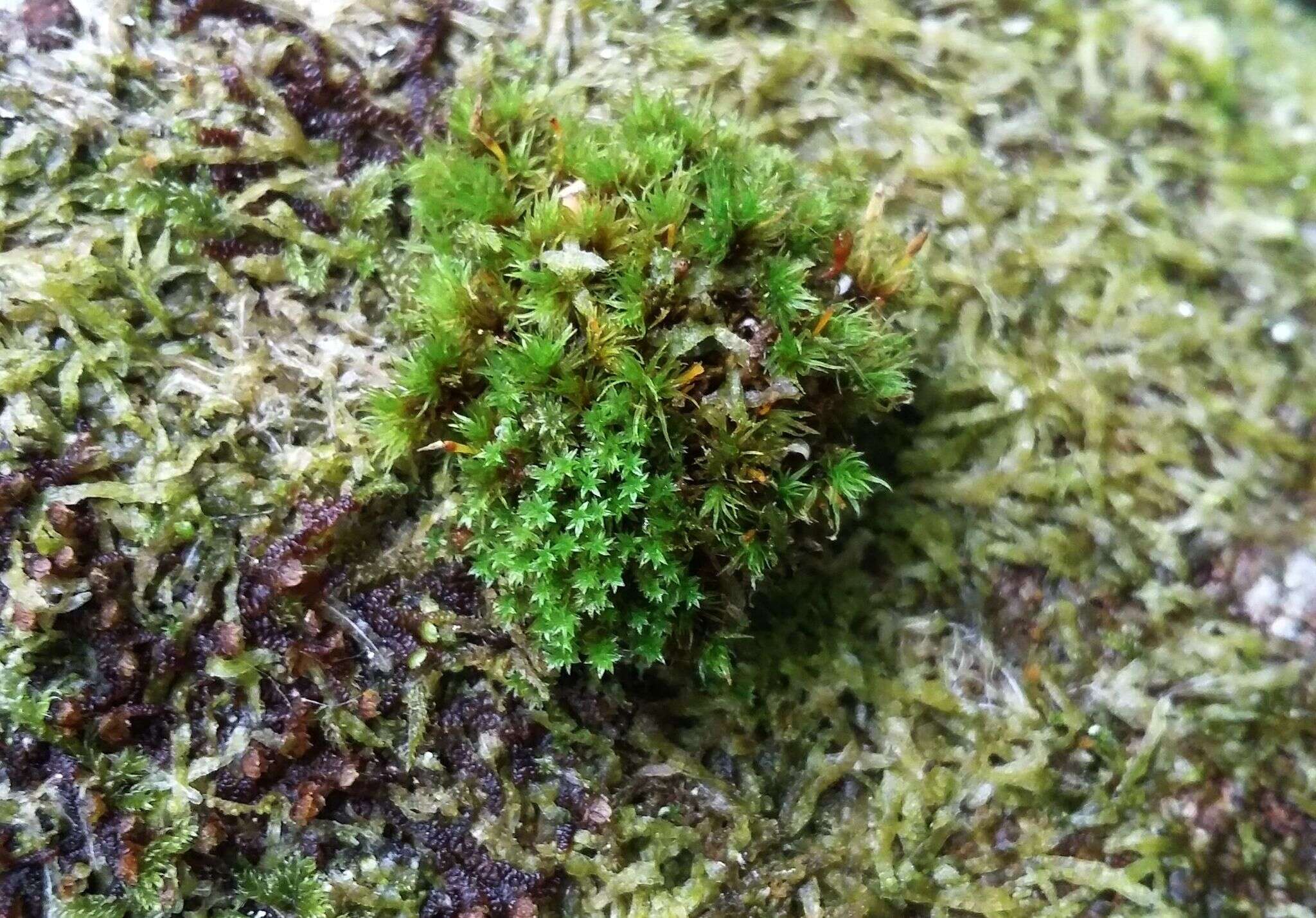 Image of zygodon moss