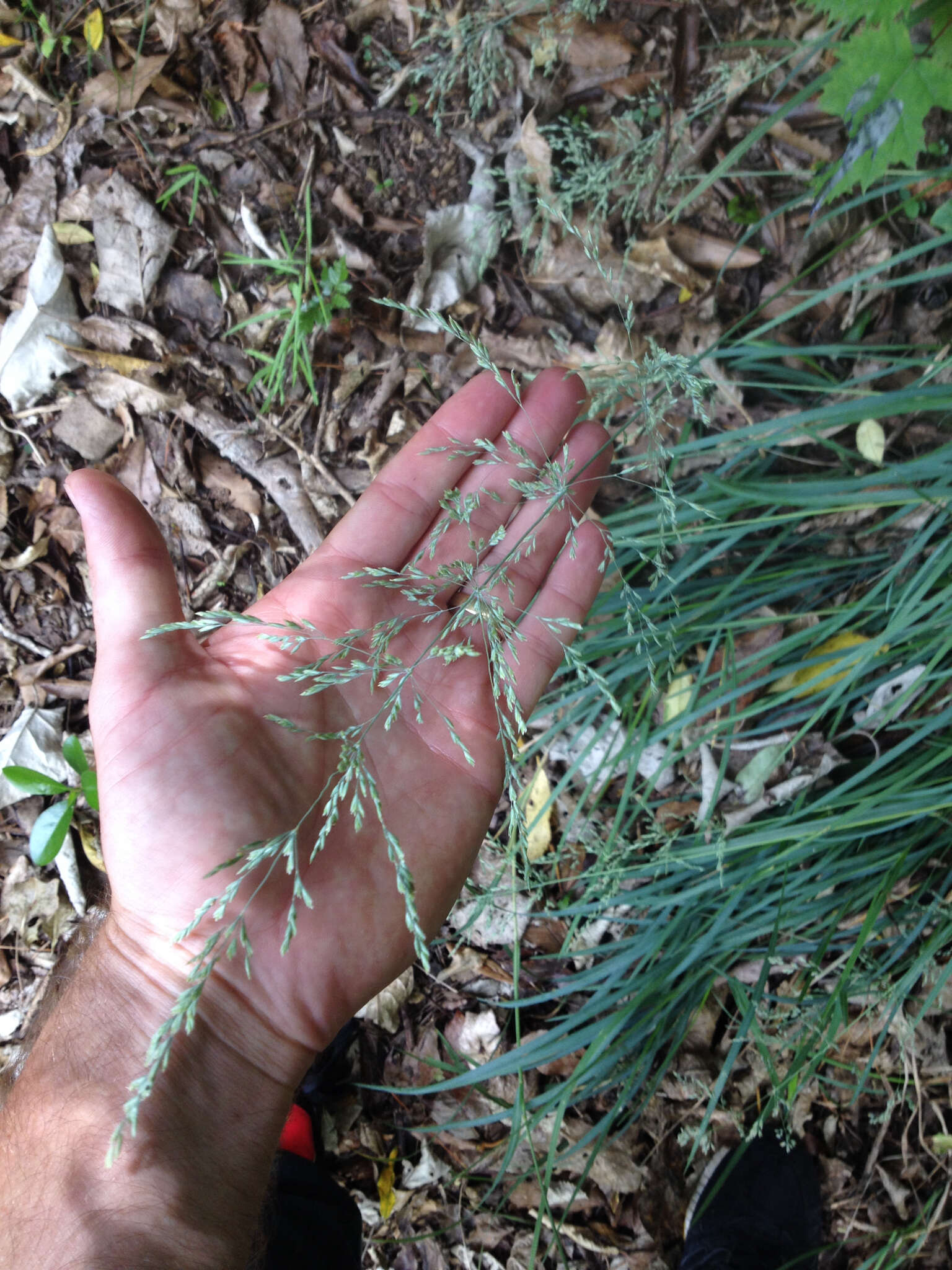 Image of Poa anceps G. Forst.