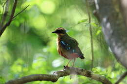 Image of African Pitta