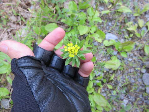 Image of treacle mustard