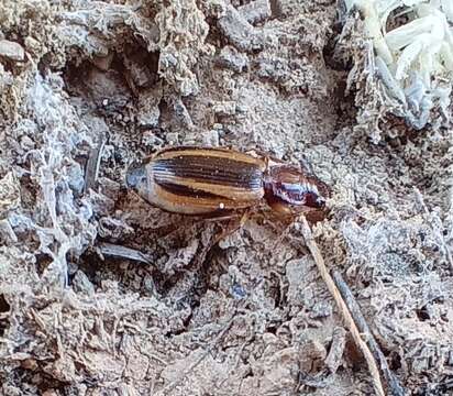 Image of Cymindis (Cymindis) lineola L. Dufour 1820