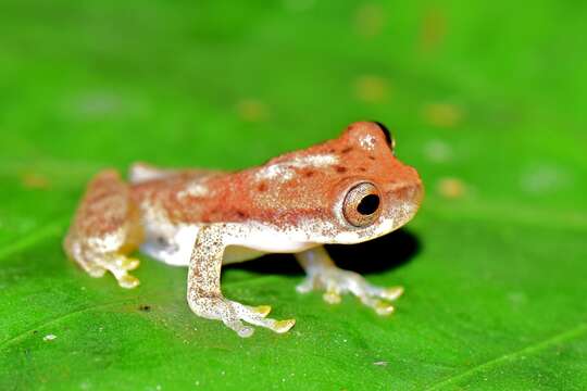 Image de Dendropsophus shiwiarum Ortega-Andrade & Ron 2013