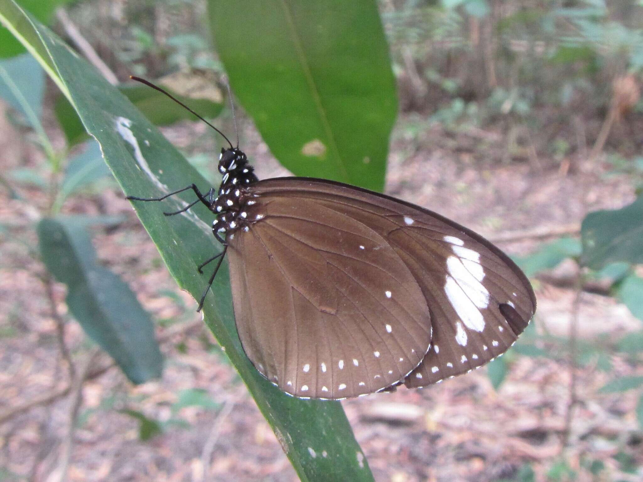 Image of <i>Euploea <i>tulliolus</i></i> tulliolus