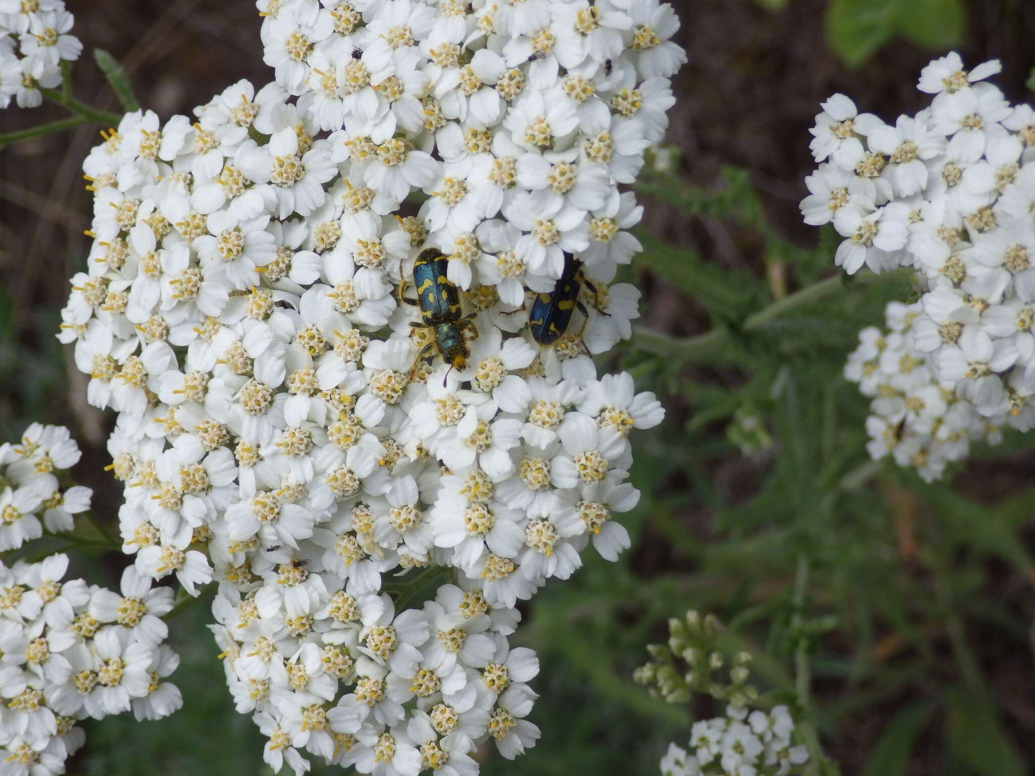 Image of Ornate Checkered Beetle