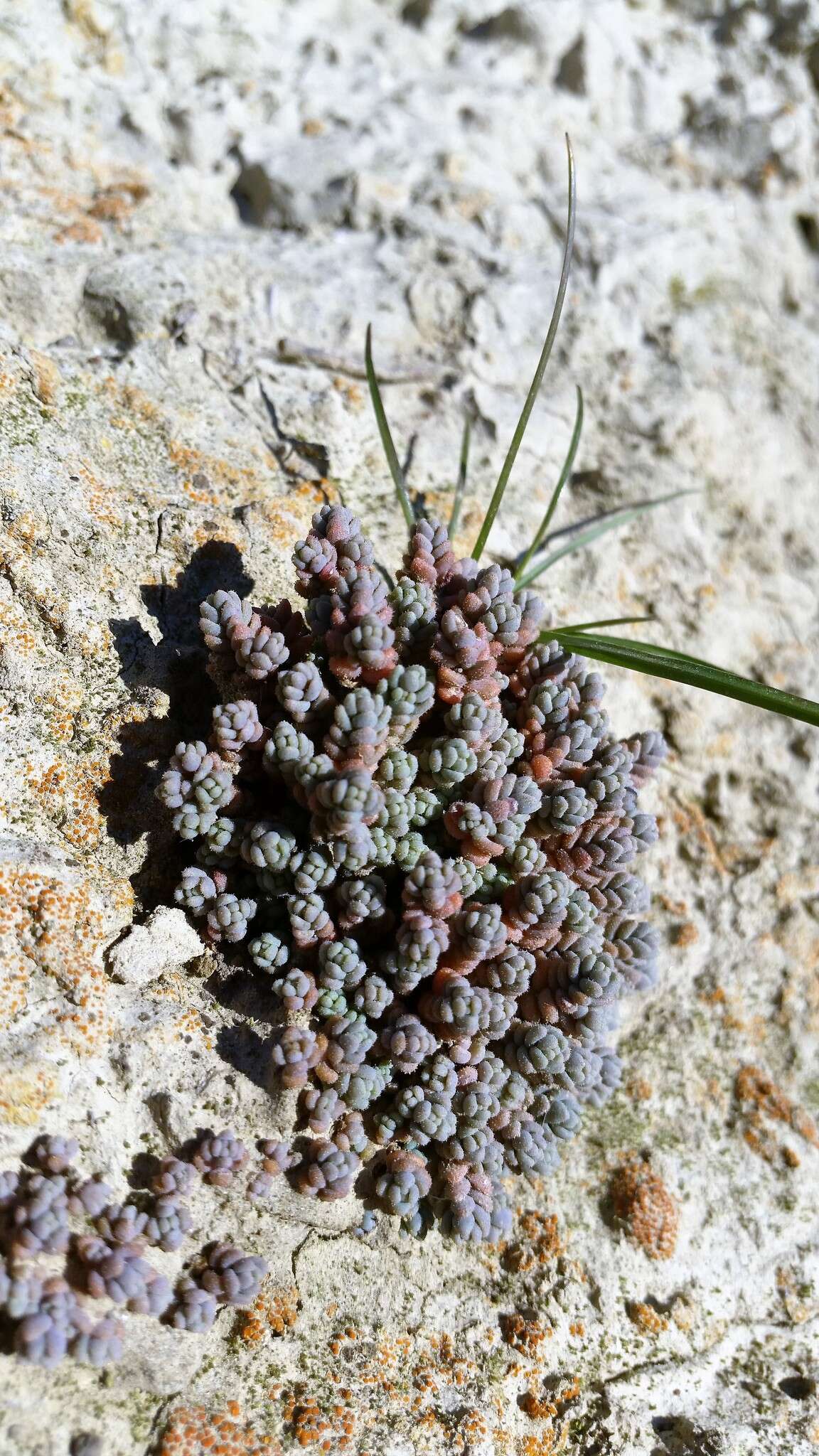 Imagem de Sedum dasyphyllum L.