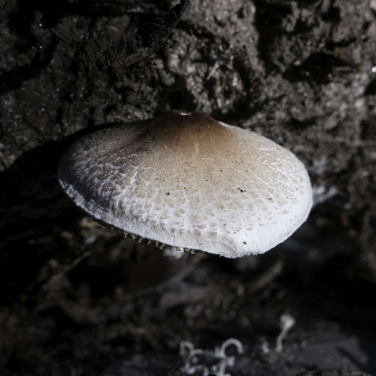 Lepiota castaneidisca Murrill 1912 resmi