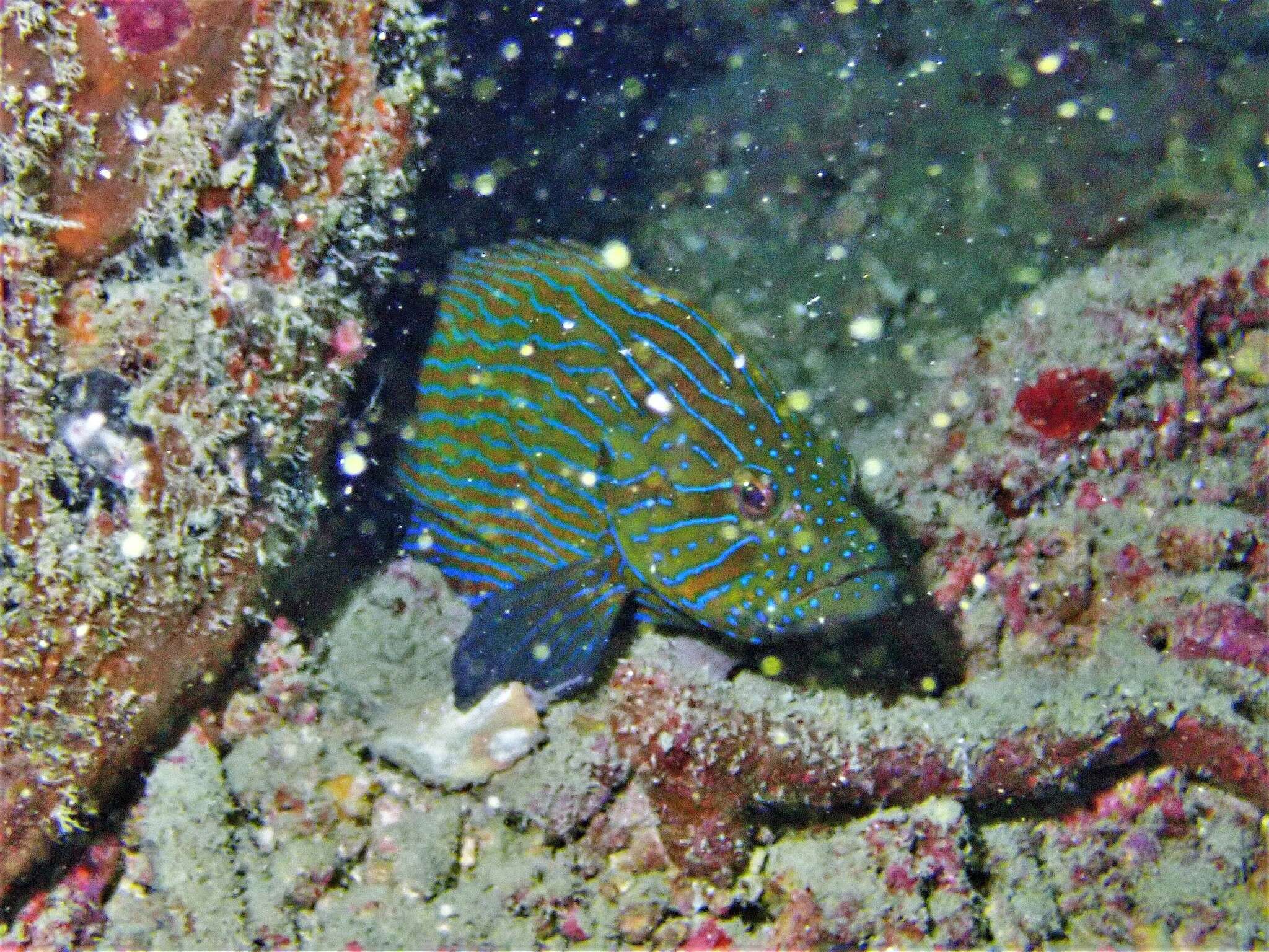 Image of Blue-lined Rock Cod