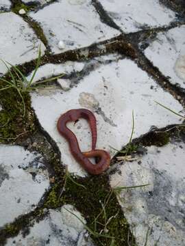 Image of Earthworm