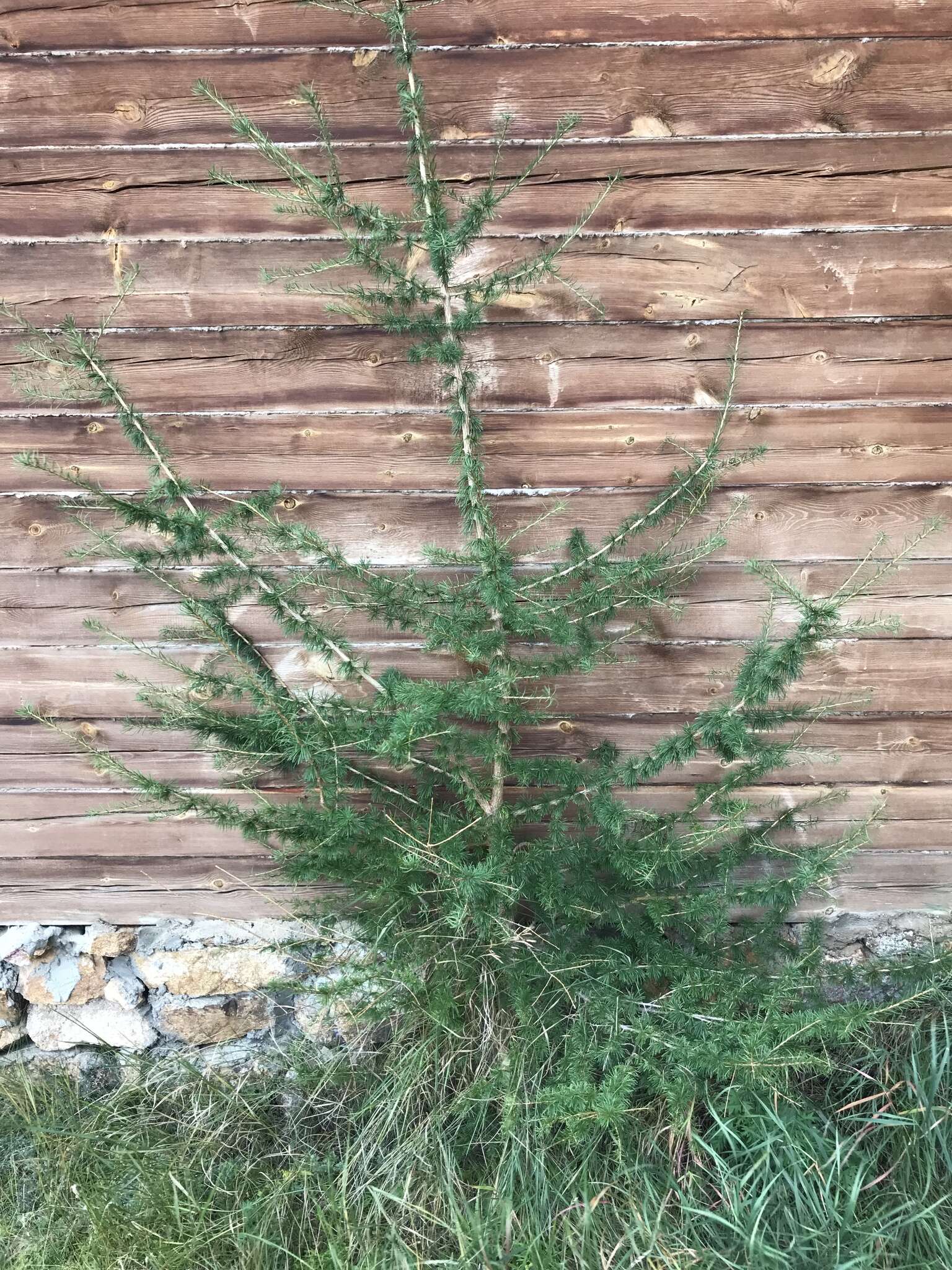 Image of Siberian Larch