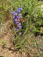 Image of Upright Blue Beardtongue