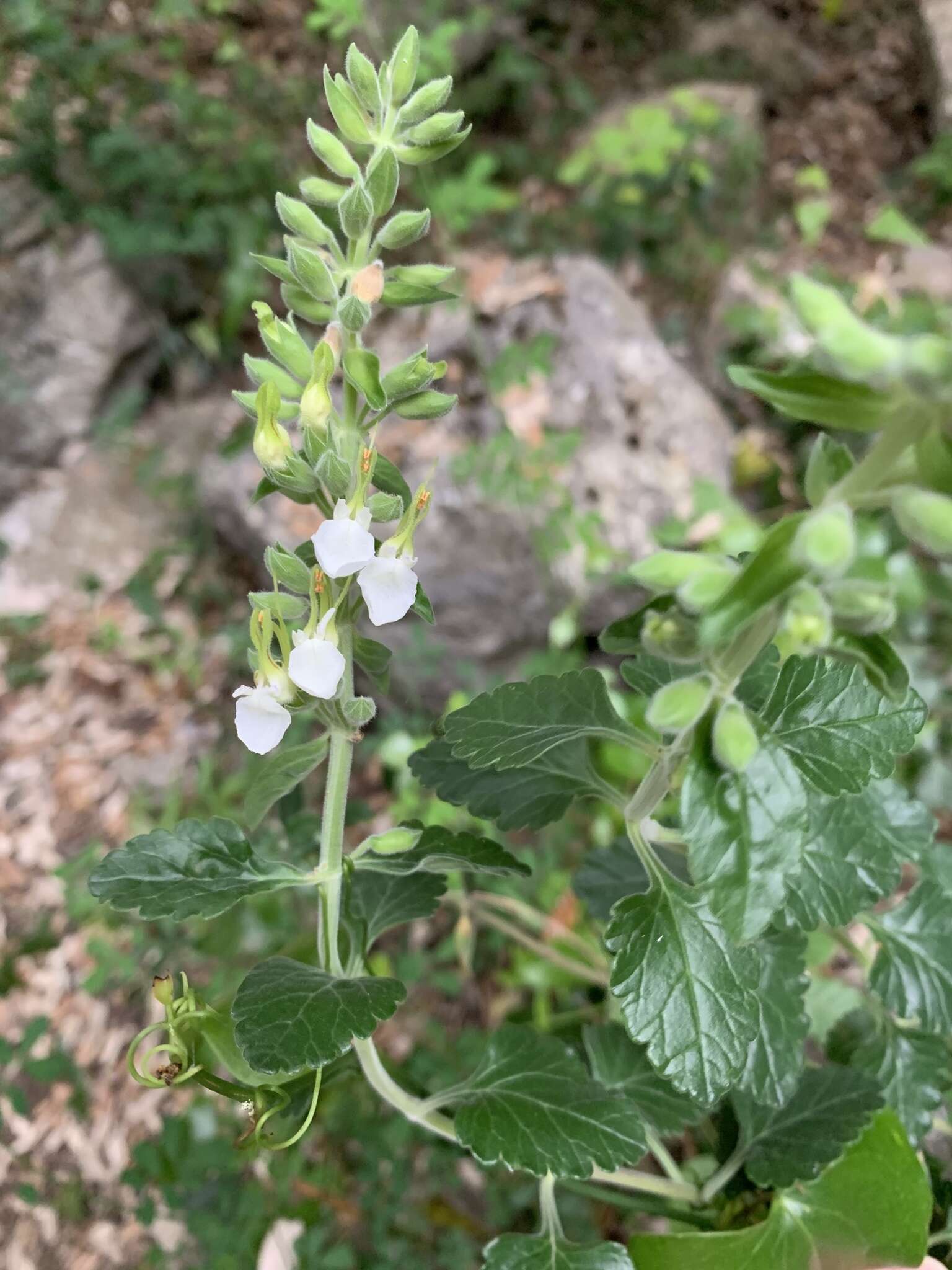 Image of yellow germander