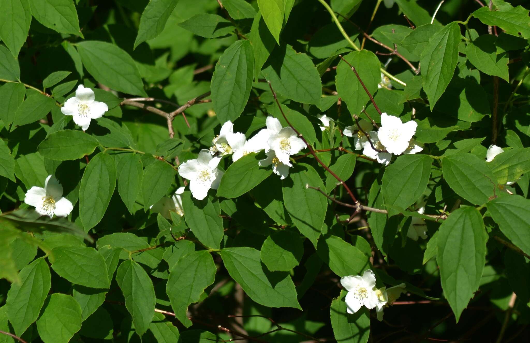 Image of scentless mock orange