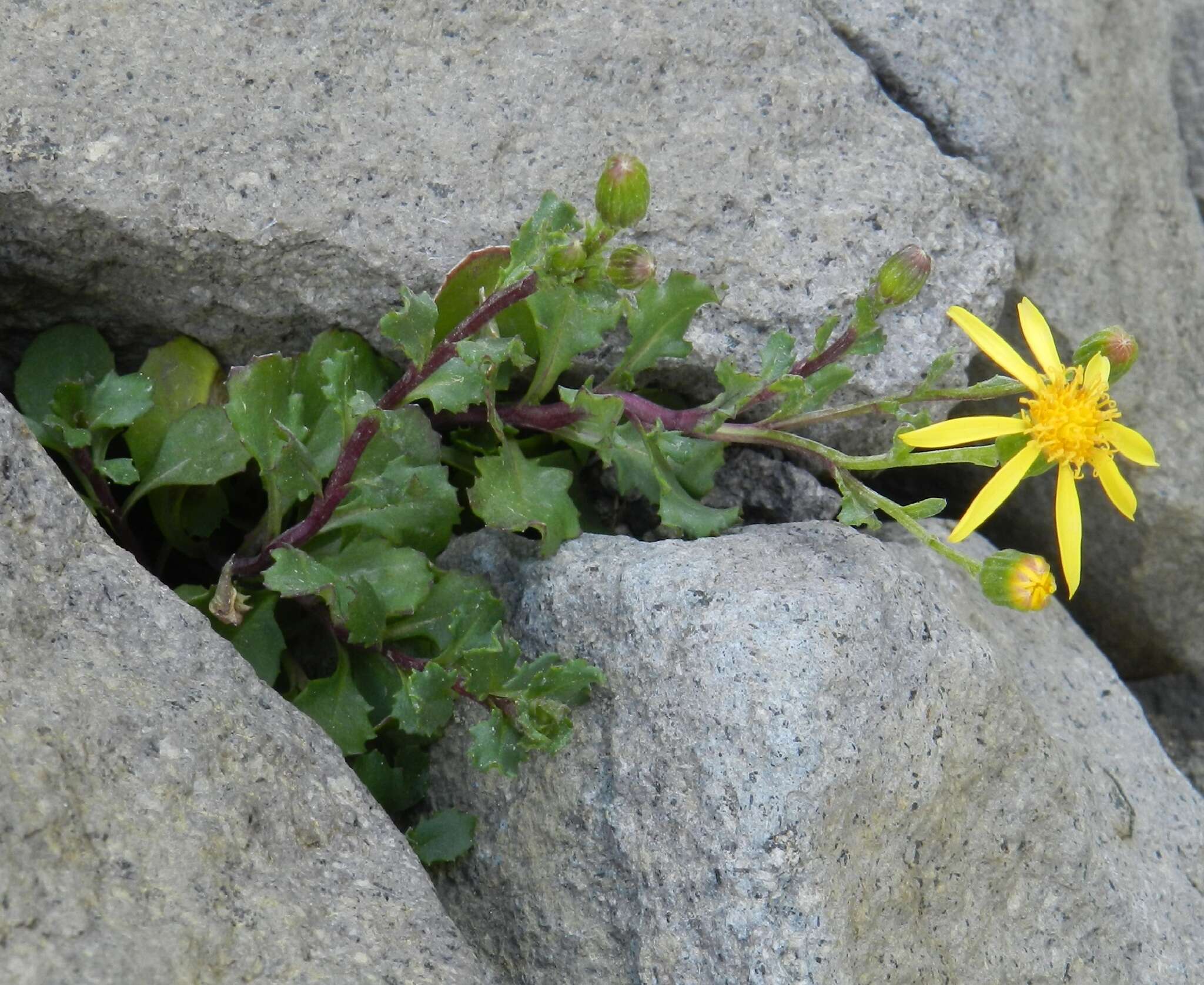 Image of <i>Senecio <i>fremontii</i></i> var. fremontii