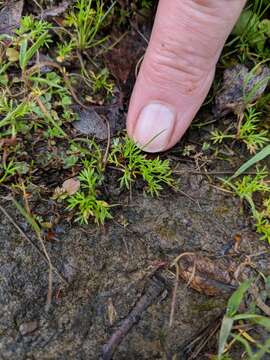 Image of field burrweed