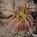 Image of French Aloe