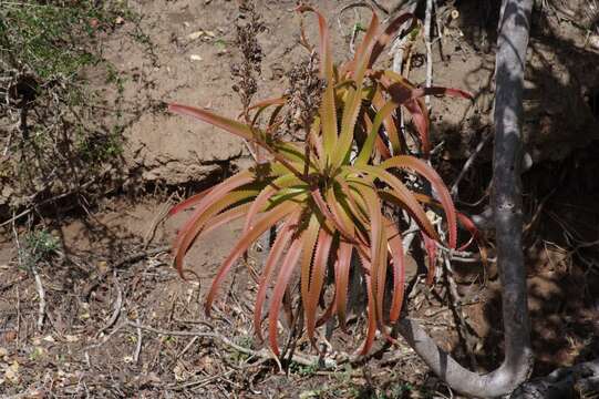 Image of Aloe pluridens Haw.