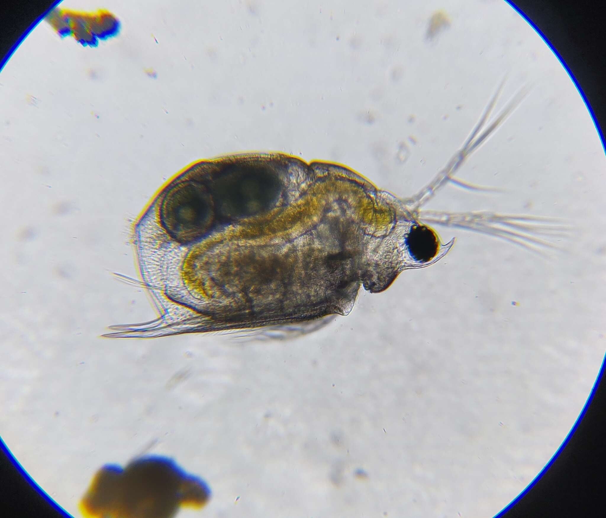 Image of meniscus waterflea