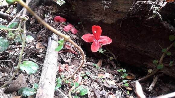 Imagem de Asteranthera ovata (Cav.) Hanst.